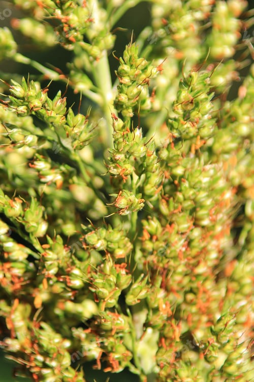 Preview: Seeds Of Life - Colors In Nature Background - The Seed Of Life