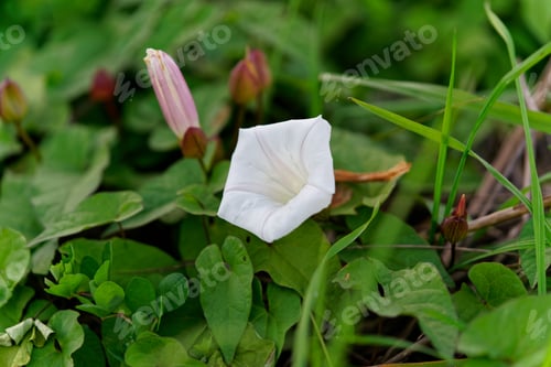 Preview: White Wildflowers, Grows In Wet Areas