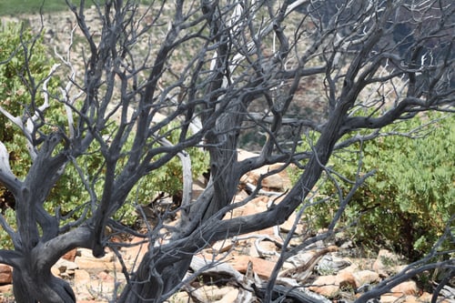 Preview: A Pile Of Tangled Branches 8019