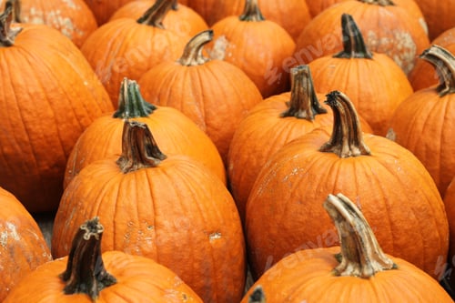 Preview: A Festive Autumn Market Display Of Fall Fresh Orange Pumpkin Squash. 2766