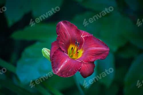 Preview: Purple And Yellow Iris In The Garden