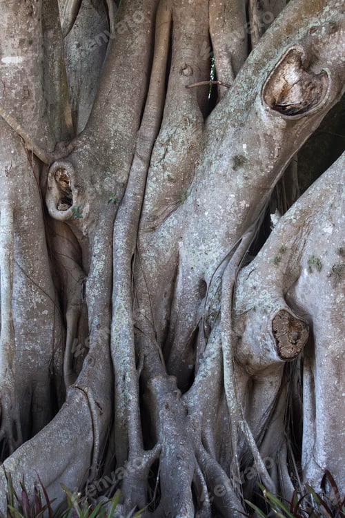 Preview: Banyan Tree Growing Outdoors In Nature