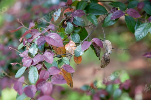 Preview: Purple And Green Leaves In Abstract