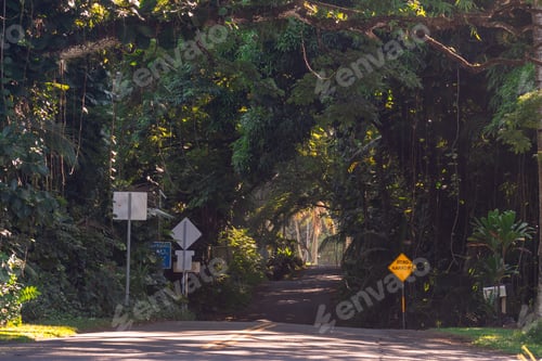 Preview: Paved Road Going Through A Tree Tunnel In The Forest With The Sun Peaking Through The Branches