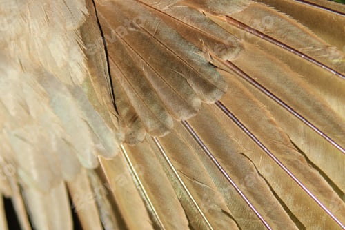 Preview: Fine Feathers - Grey Background - Natural Textures And Colors