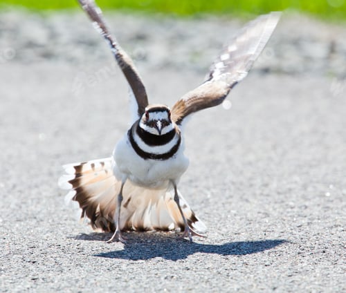 Preview: Killdeer Birds Lay Their Eggs On The Ground By The Side Of Roads And Display An Aggressive Posture