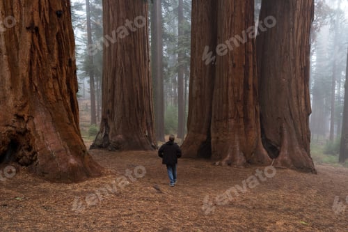Preview: Adult Male Enjoying Nature In A Giant Sequoia Forest With Fog In The Background