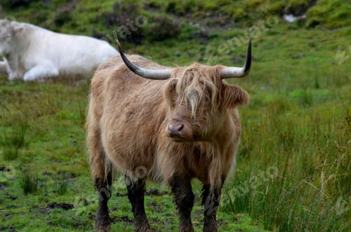 Preview: Cute Long Haired Highland Cow In Isle Of Skye