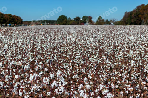 Preview: Blooming Cotton Field Ready For Harvest With Blue Sky