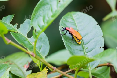 Preview: Close Up Of A Yellow Bodied Insect With Orange Wings Standing On A Green Leaf