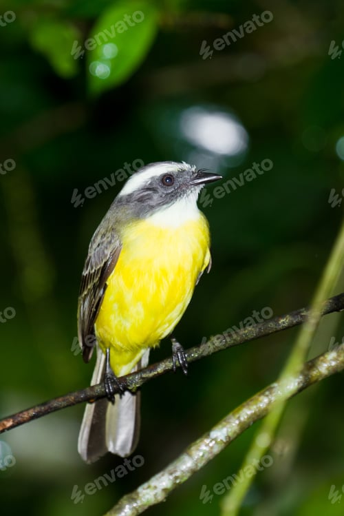 Preview: Great Kiskadee Perched On A Branch In The Rainforest Of Belize