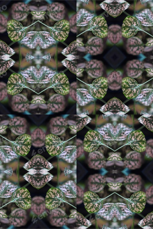 Preview: A Potted Pink Splash Plant Abstract With Lush Spotted Leaves 0273