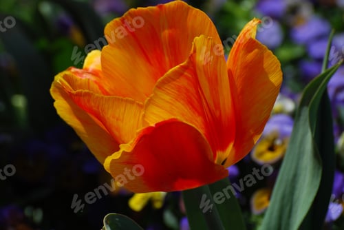 Preview: Blooming Orange And Red Flowering Tulip Blossom In A Garden.
