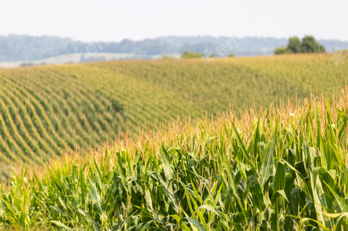 Preview: Rows Of Corn In A Field Of Rolling Hills Rural Agricultural Landscape