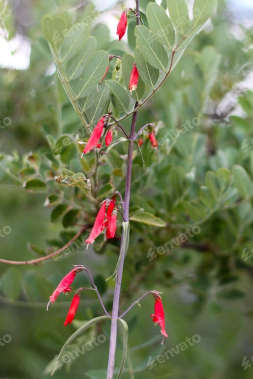 Preview: A Firecracker Penstemon With Pink Flowers 8178