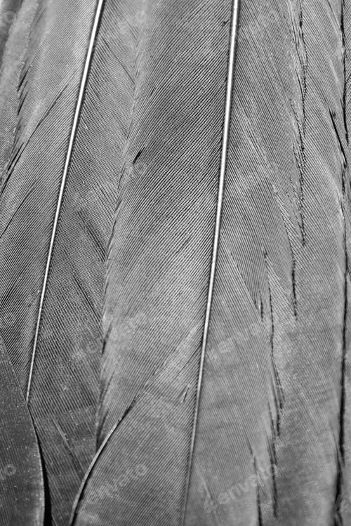 Preview: Fine Feathers - Grey Background - Natural Textures And Colors