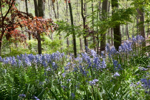 Preview: Blue Delphinium Flowers Outdoors