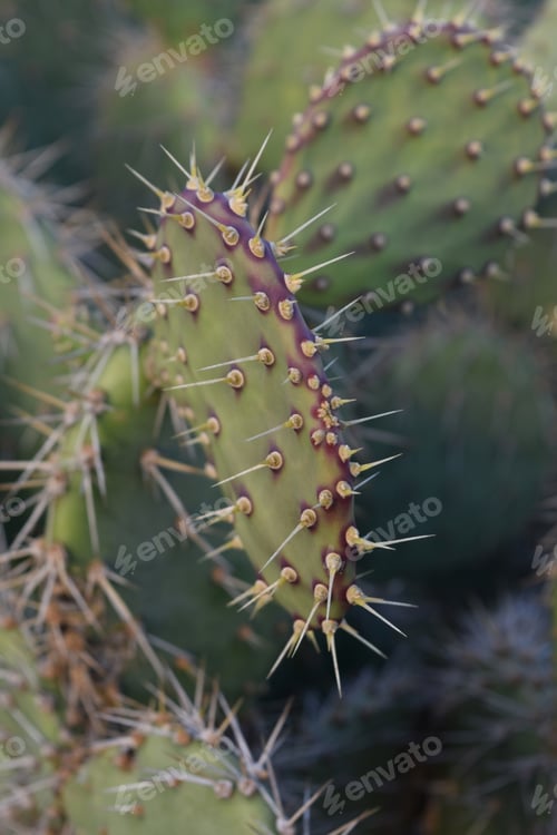 Preview: Spines Running Along A Prickly Pear Cactus.