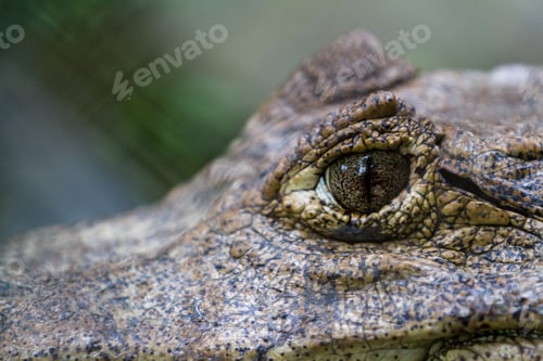 Preview: Close Up Of A Caymans Eye Thru A Fence