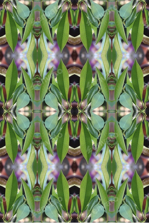 Preview: An Abstract Of Fresh Green Plumeria Rubra Leaves 0053