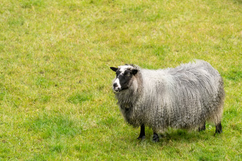 Preview: Sheep Grazing On Green Grass On Norwegian Farm Near Bergen