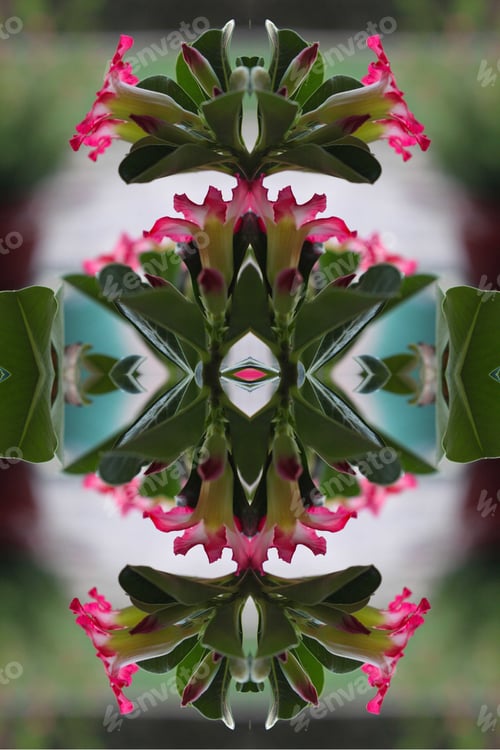 Preview: An Abstract Closeup Of An Adenium Plant With Pink And White Flowers