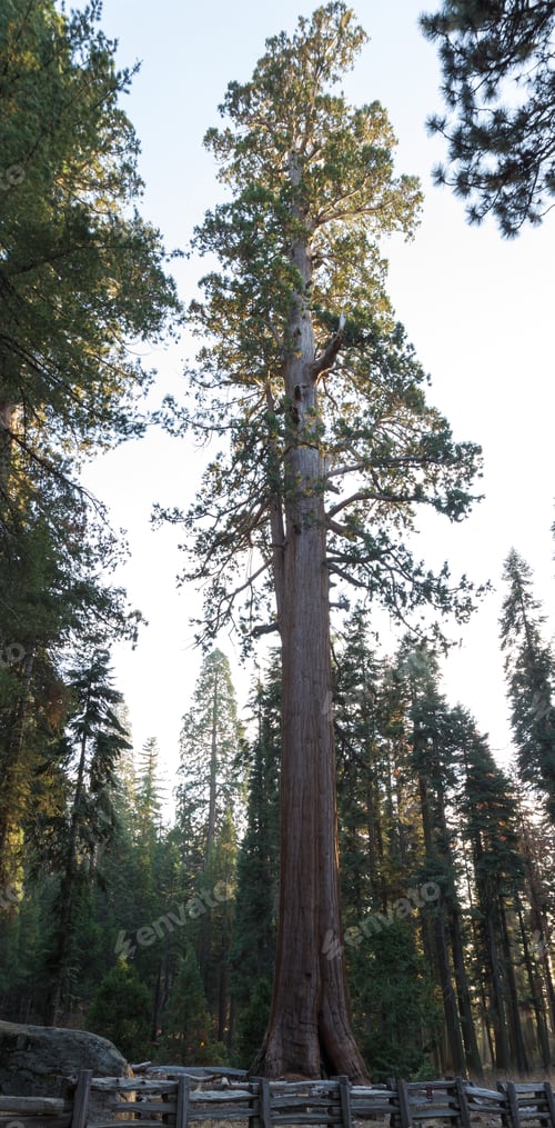 Preview: Wide Angle View Of A Giant Sequoia Tree With Huge Branches Towering Up To The Clouds
