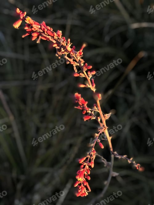 Preview: Branch Of Blloming Hesperaloe Against Dark Background