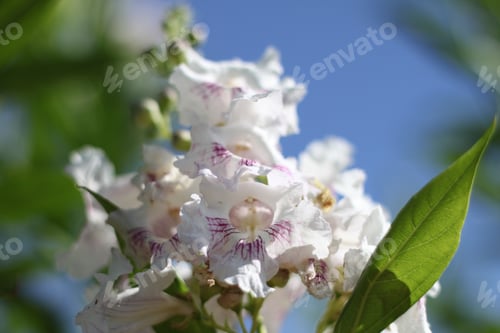 Preview: Close-Up of White Flowers Against a Blue Sky