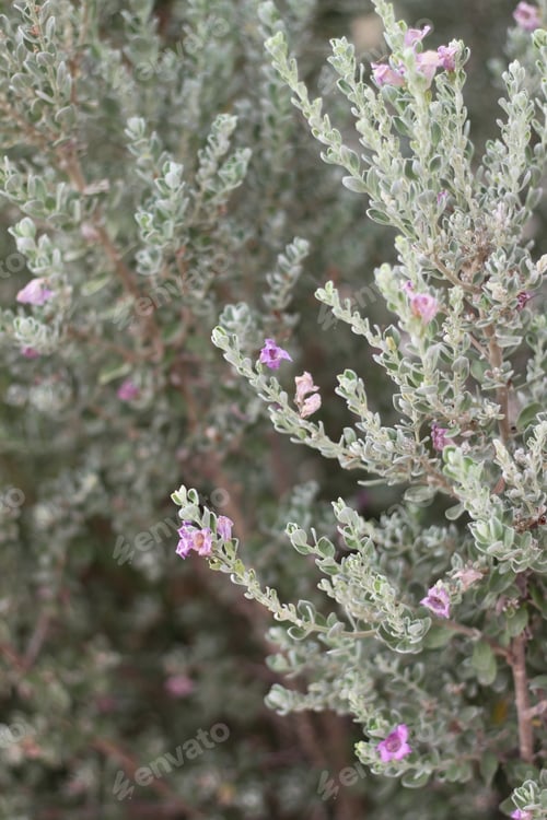 Preview: A Leucophyllum Fructescens Cenizo Plant With Purple Flowers 0740