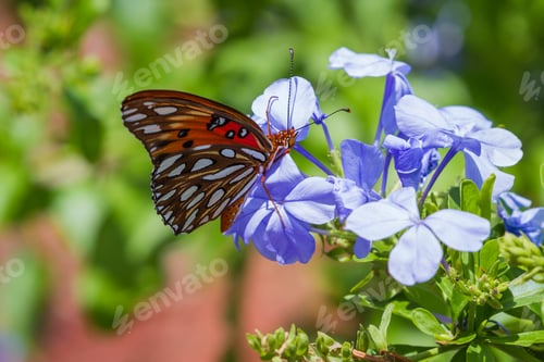 Preview: Close Up Of A Beautiful Orange Butterfly Feeding On Spring Blue Flowers In A Garden