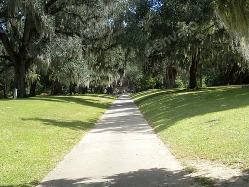 Preview: Path In The Sunshine With Trees