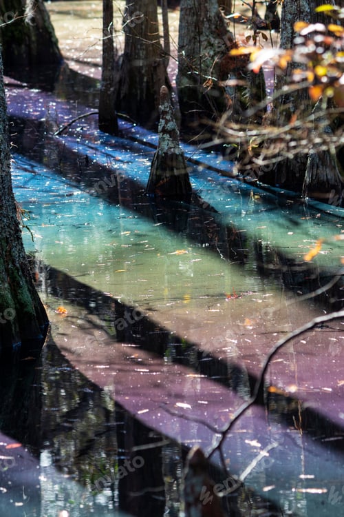 Preview: Rainbow Sheen In A Cypress Swamp As A Result Of Decomposing Leaves Releasing Tannins
