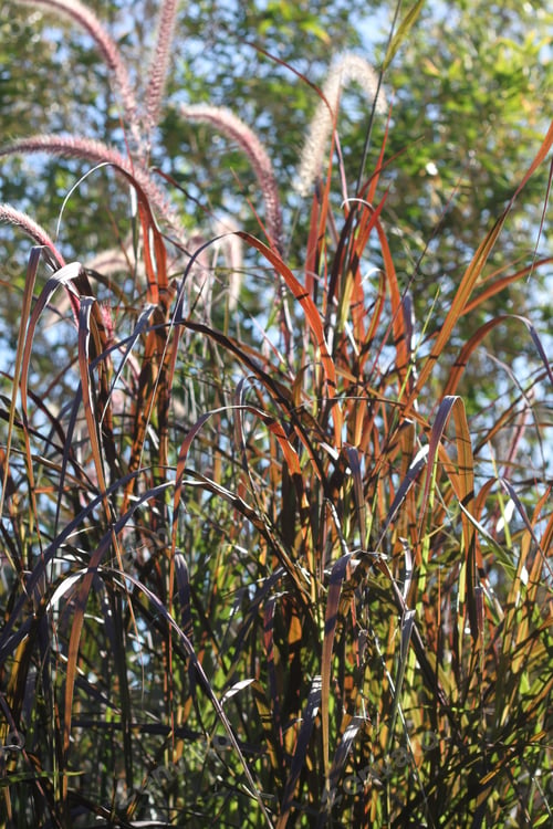 Preview: Tall Blades Of Prairie Grass With Feathery Plumes 2746