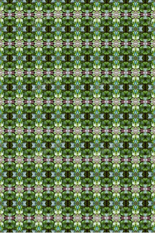 Preview: A Lush Green Pilea Peperomia Plant Abstract 0278