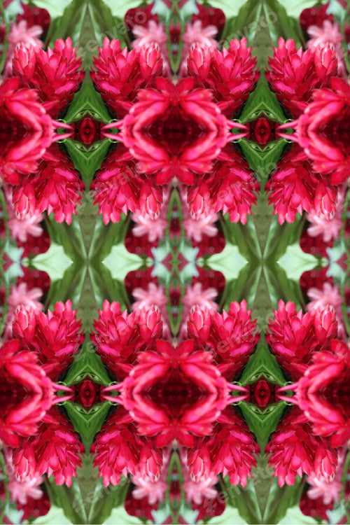 Preview: A Ginger Plant With Bright Pink Flowers 7910