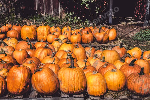 Preview: Pumpkins
