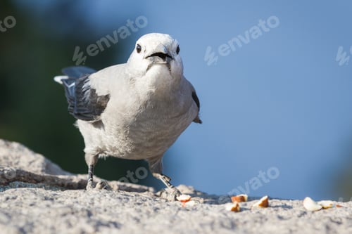 Preview: Clark'S Nutcracker Nucifraga Columbiana - Photo Taken In Crater Lake, Oregon