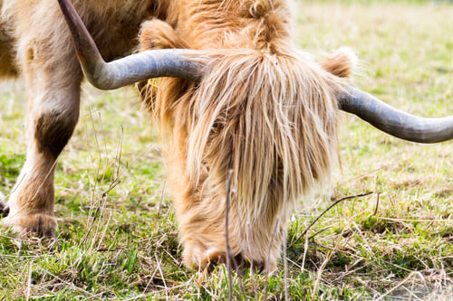 Preview: Close Up Of A Light Brown Highland Cow Feeding On Green Grass Near The Culloden Battlefield In The