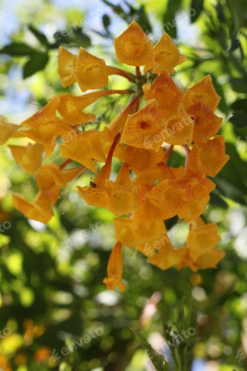 Preview: Clumps Of Orange Trumpet Vine Flowers 6964