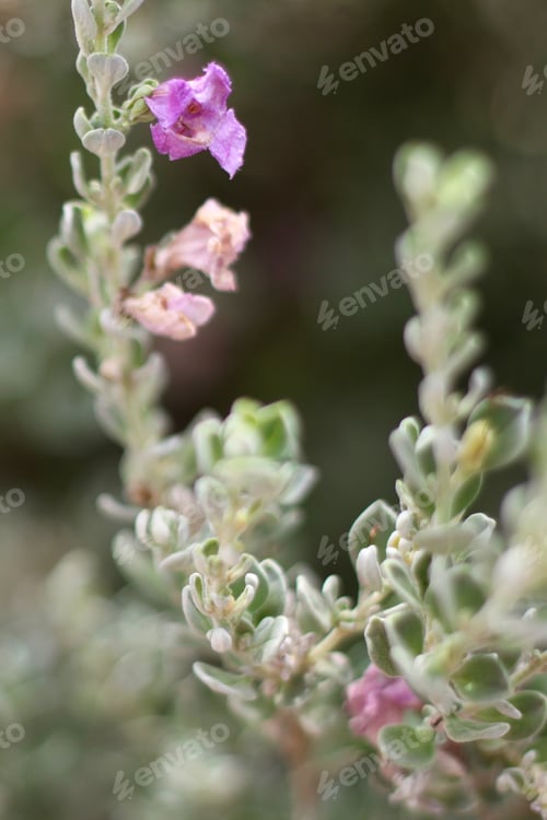 Preview: A Leucophyllum Fructescens Cenizo Plant With Purple Flowers 0762