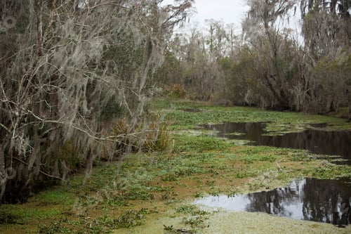 Preview: Trees With Spanish Moss In A Swamp
