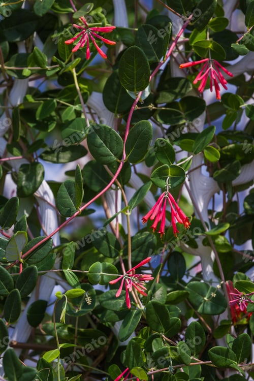 Preview: Closeup Of A Honeysuckle Plant Covering A Wall For A Natural Privacy Fence
