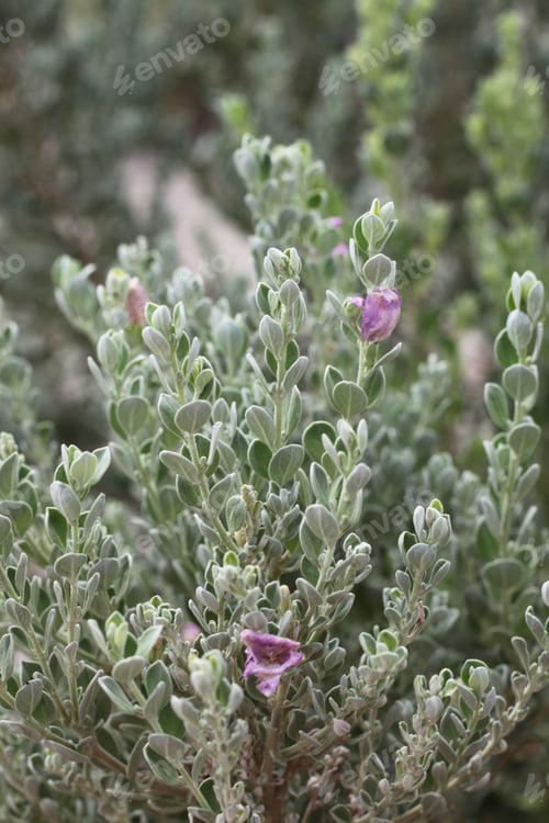 Preview: A Leucophyllum Fructescens Cenizo Plant With Purple Flowers 0741