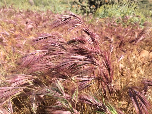 Preview: Plumes Of Purple And Tan Grass 4383