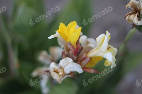 Preview: A Lemon Punch Canna Lily Plant 5966