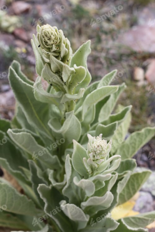 Preview: A Verbascum Thapsus Plant With Green Leaves 8459