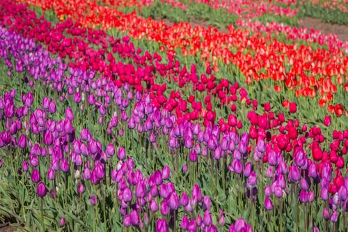 Preview: Closeup Of A Colorful Tulip With Morning Dew On It