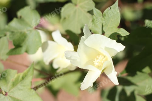 Preview: Cotton Plant Bushes With White Flowers 7762