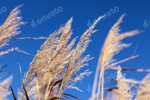 Preview: Waving Golden Wheat Against A Clear Blue Sky Selective Focus